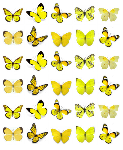 Yellow butterflies 30 - x,