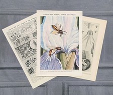 Set Vintage Honey Worker Bees Queen Bee Hive Book Art Print Picture Lithographs 