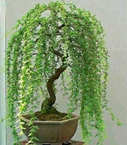 Green weeping willow tree - green,