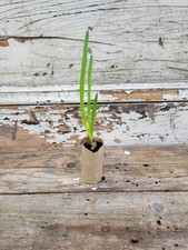 Egyptian Walking Onion –