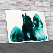 Adorable French Bulldog Pug Puppies 8 Weeks Old Teal Canvas Print Large Picture