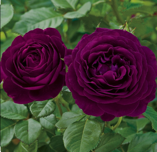 Deep purple plum half - plum-,