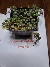 Peperomia Prostrata "String of Turtles" Plant in 9cm Pot. Rooted and Growing