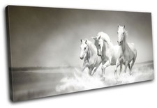 White horses herd galloping - horses,