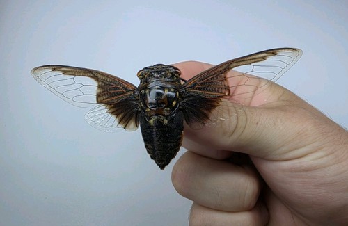 Cryptotympana aquila set - aquila,