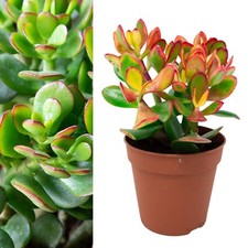 Crassula Ovata in 12cm Pot -