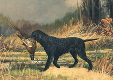 CURLY COATED RETRIEVER DOG