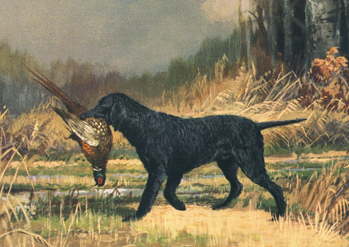 Curly coated retriever - curly, dog