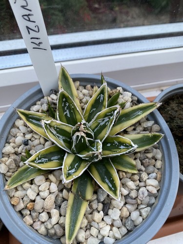 Agave victoriae reginae - agave, victoriae-reginae