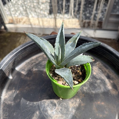 Agave americana width 2 - agave, 5