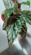 Begonia hatacoa var. Meisnerii