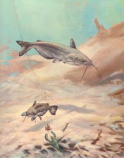 Bob Hines Channel Catfish