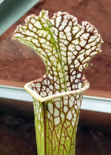 Sarracenia leucophyla - sarracenia,