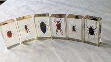 National Geographic Real Life Bugs In Resin x 6 insects #29