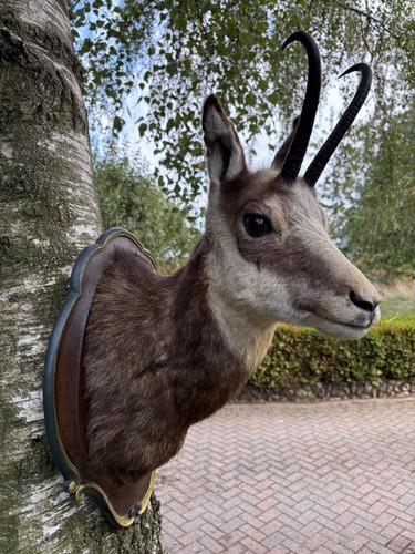 Taxidermy vintage alpine - vintage,