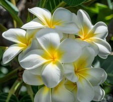 120pcs Seeds, Plumeria