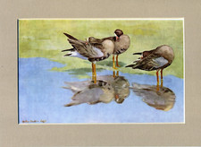 Peter Scott ~ Lesser White-Fronts Preening ~ Genuine Original Vintage Print 1947