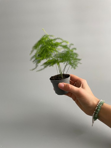 Asparagus fern terrarium plant - terrarium,