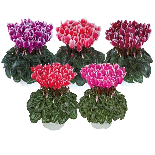 Cyclamen metis fantasia mix - metis,