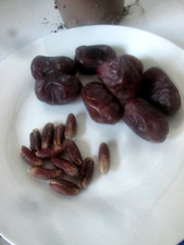 6 Fresh Date Palm Tree Seeds -