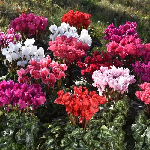 Cyclamen crispino mixed - crispino,