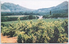 Vintage Constantia Vineyards