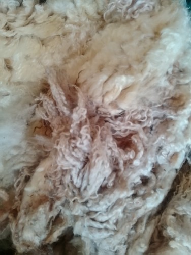 Cotswold sheep fleece - fleece, wool