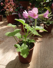 Pelargonium | Lemon Scented