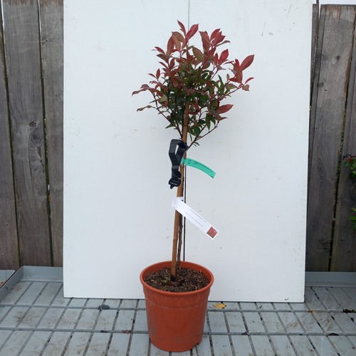 Photinia serr red robin - photinia,