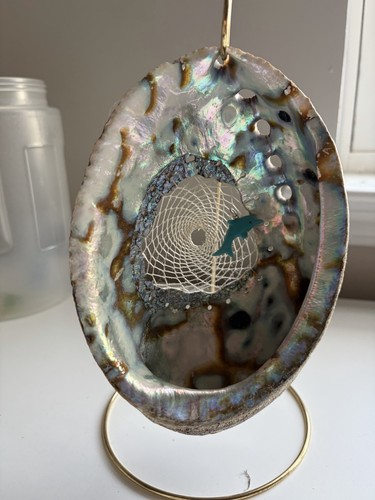 Natural iridescent abalone - iridescent,