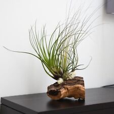 Air Plant on Bog Wood Large Fairy Tale Display Air-Purifying Houseplant