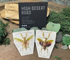 PAIR Creobroter gemmatus LOT