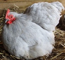 Free Range Lavender pekin eggs For Eating x6