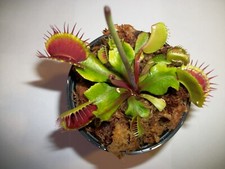 Adult Size Venus Flytrap (Fly