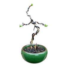 Hawthorn Bonsai Tree - Mame