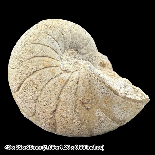 Rare nautilus nautiloid - nautilus,