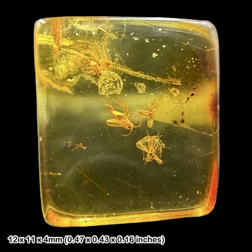 Baltic amber fossil non biting - baltic,