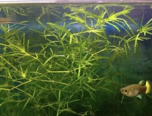 Guppy grass najas - guppy,