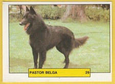 Dogs - Spanish Trading card sticker circa 1981 Merchante #29 Belgian Shepherd