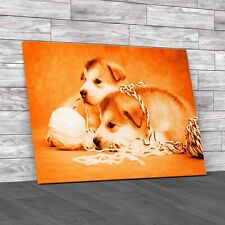 Cute Malamute Puppies Rest