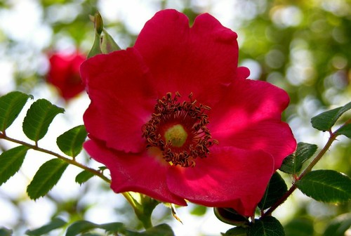 Rosa moyesii moyes - -, moyes'