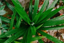 Pandan leaf Powder Natural 100% Organic Rampe Pandanus Plants Leaves Dry Organic