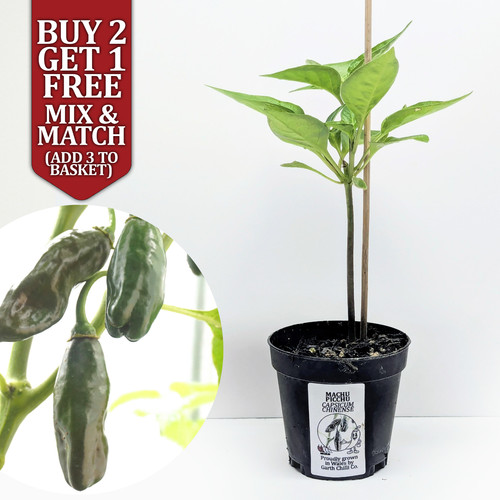 Machu picchu rare xxl chilli - rare,