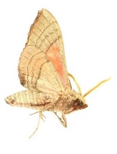 LEPIDOPTERA, SPHINGIDAE