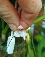 Rare Dracula felix orchid