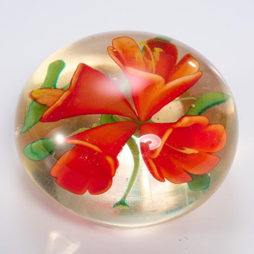 Clivia miniata bush - miniata, lily