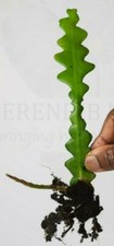Fishbone Cactus(Epiphyllum