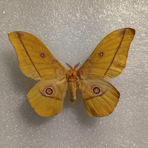 Nudaurelia dione moth set - dione,