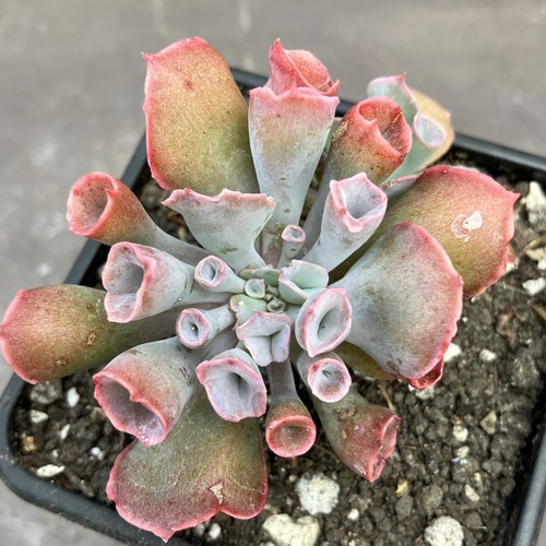 Echeveria trumpet pinky - echeveria,