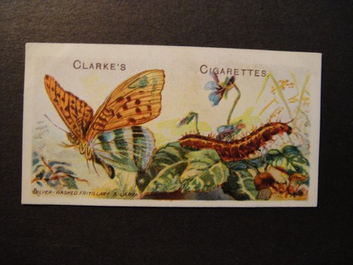 Clarke son butterflies - clarke,